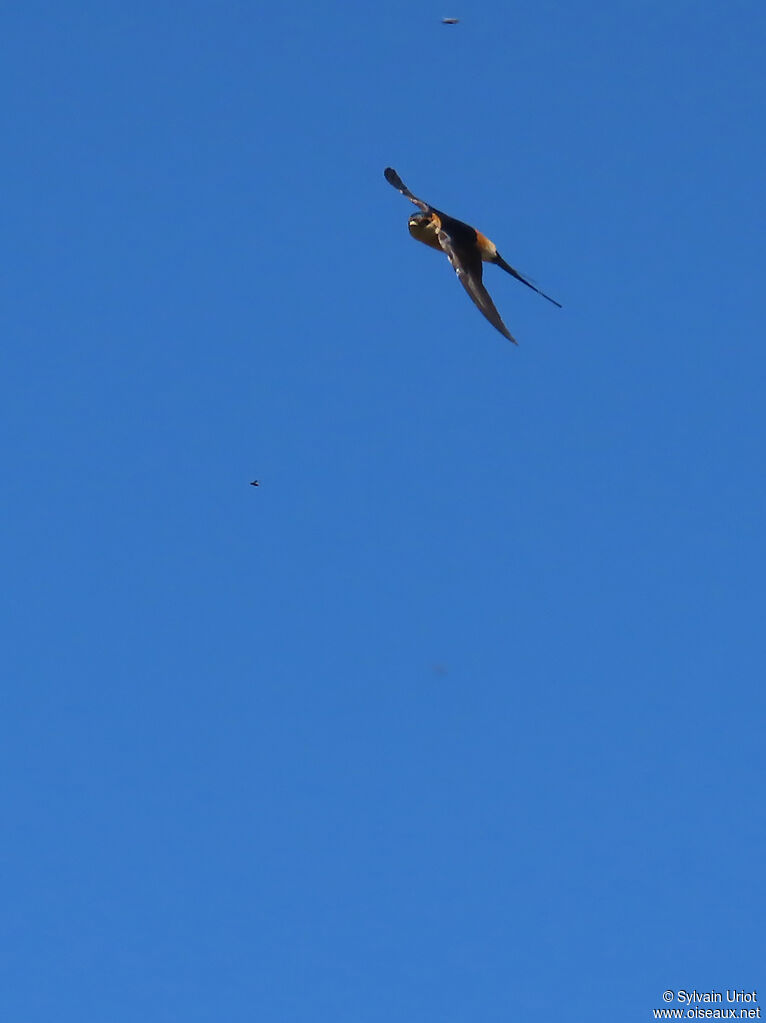 European Red-rumped Swallow