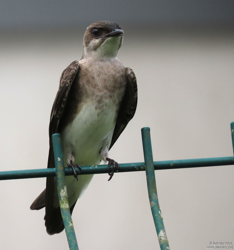 Brown-chested Martinadult