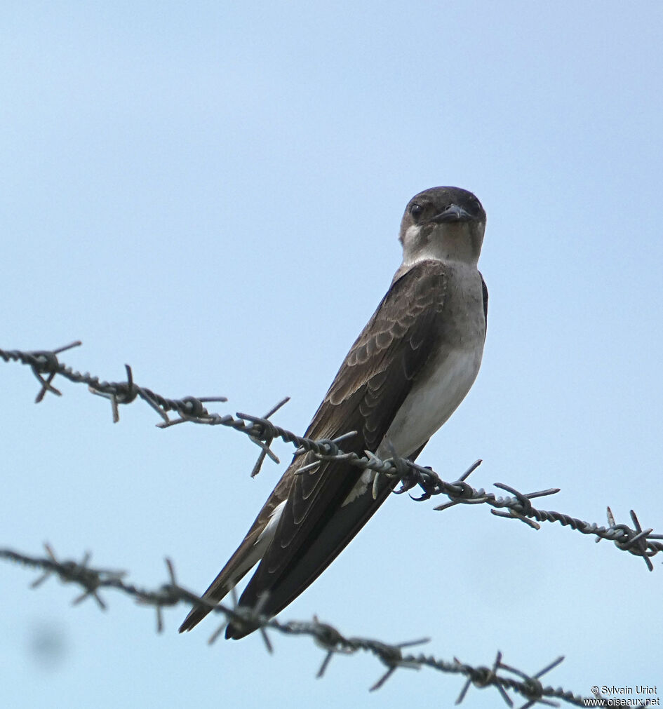 Brown-chested Martinadult