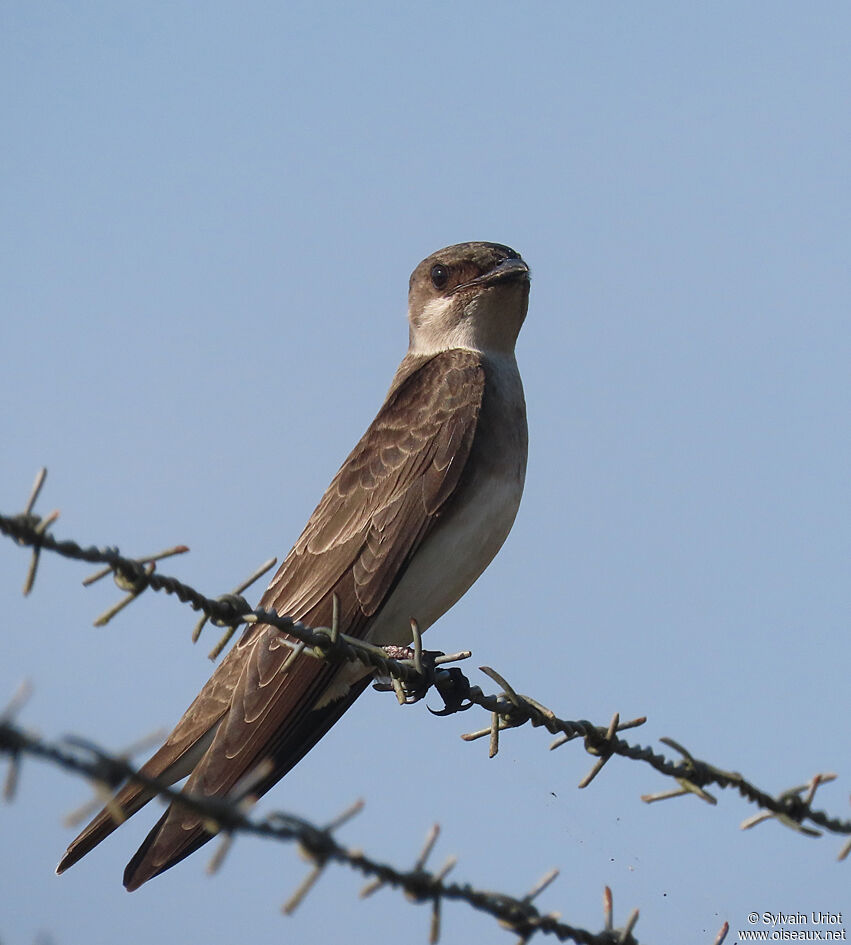 Hirondelle tapèreadulte