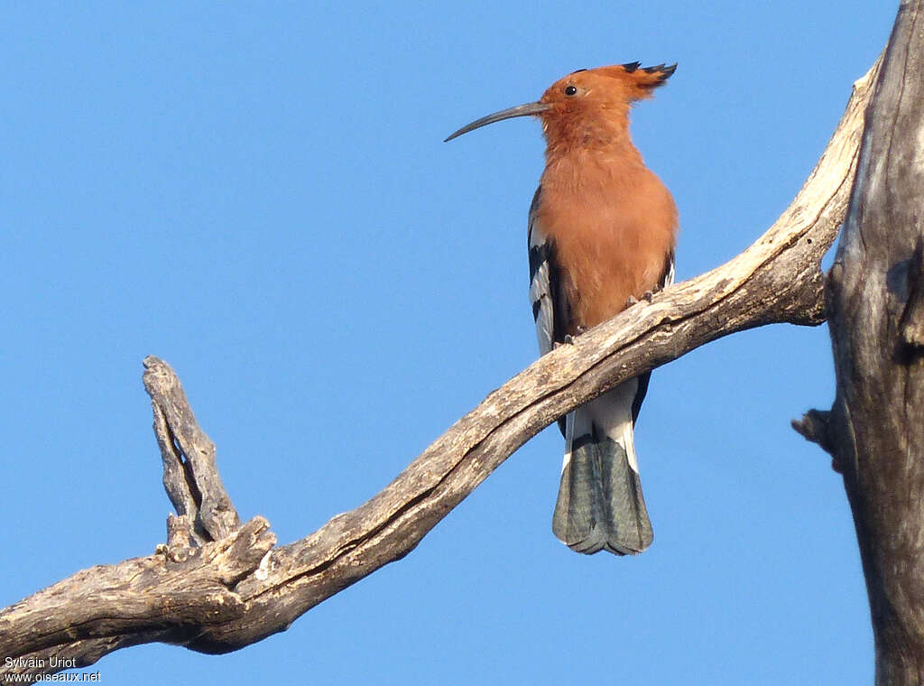 Huppe d'Afriqueadulte, habitat