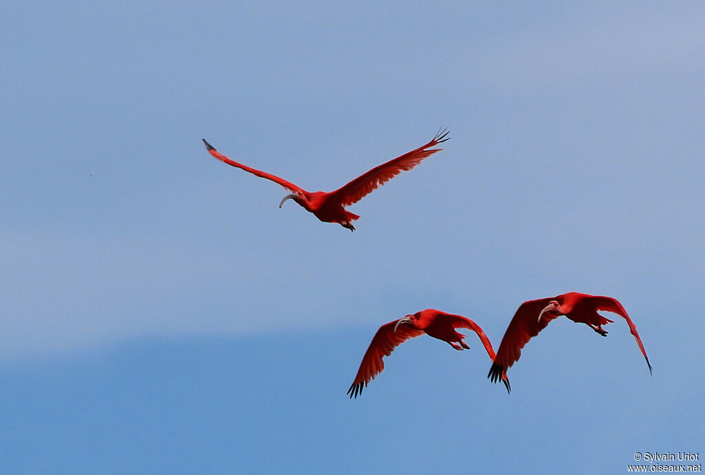 Ibis rougeadulte