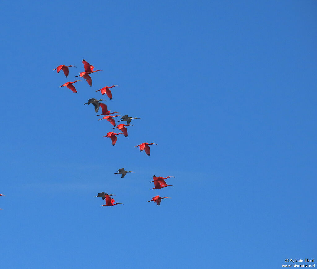 Ibis rouge