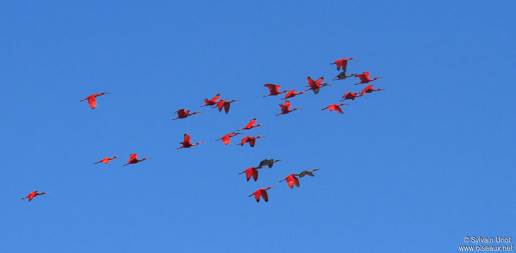 Ibis rouge