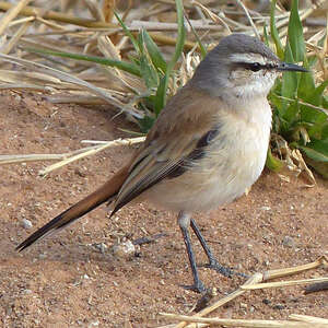 Agrobate du Kalahari