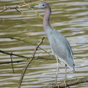 Aigrette bleue
