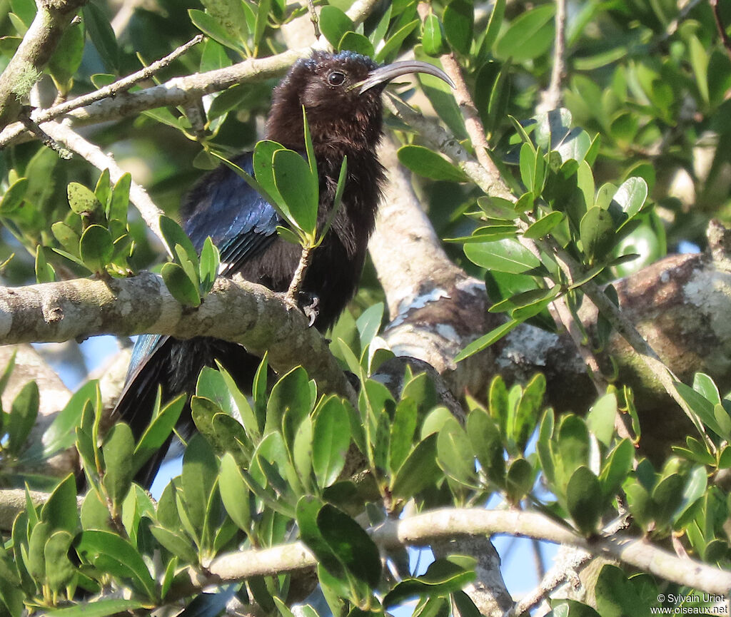 Common Scimitarbilladult