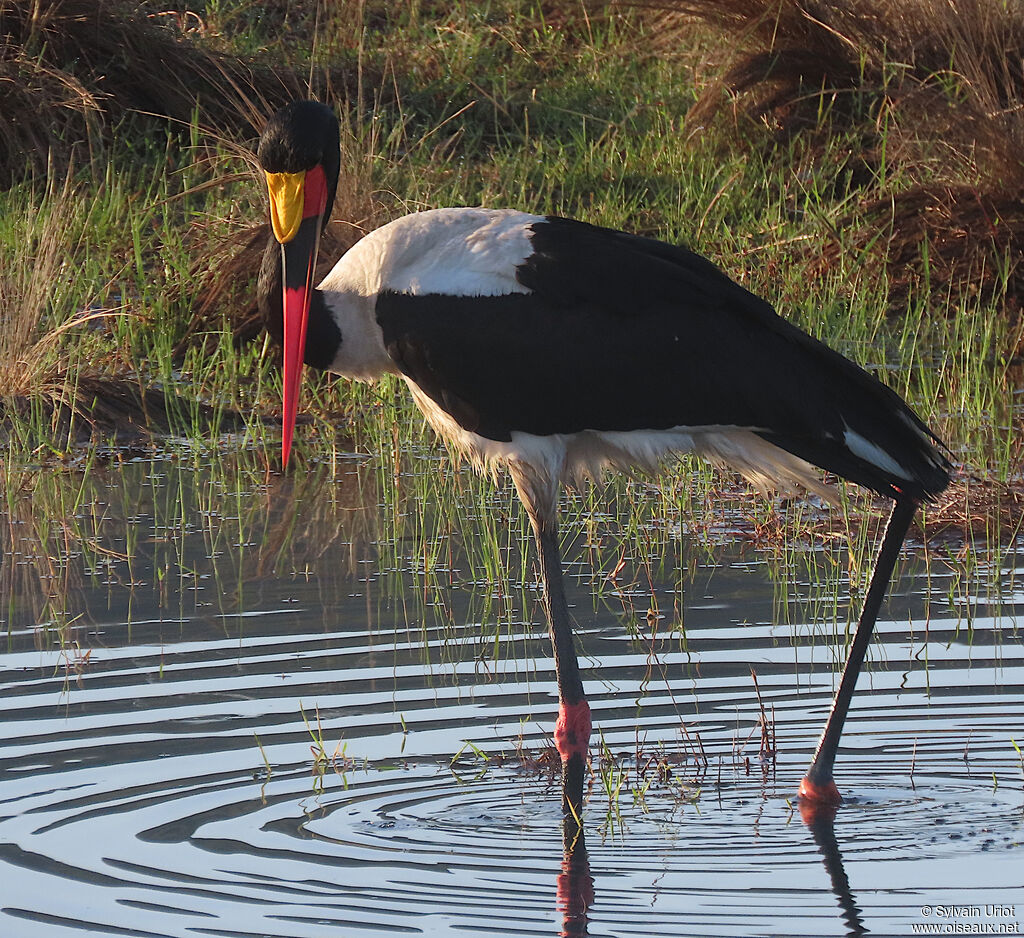 Saddle-billed Storkadult