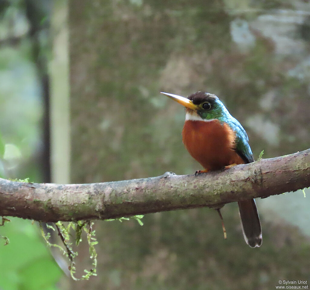 Jacamar à bec jaune mâle adulte
