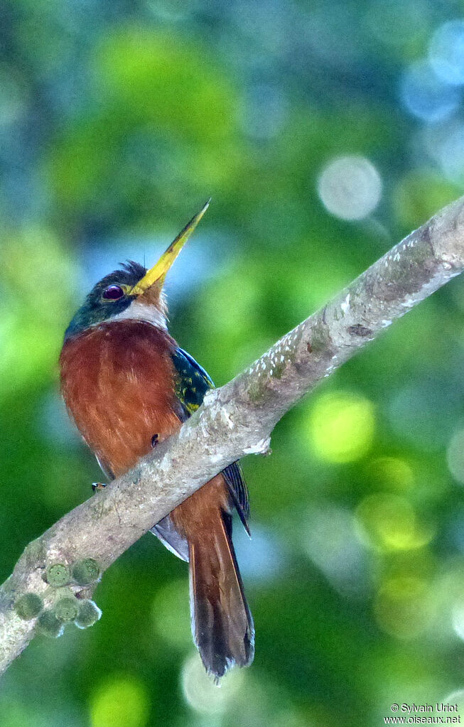 Jacamar à bec jaune mâle