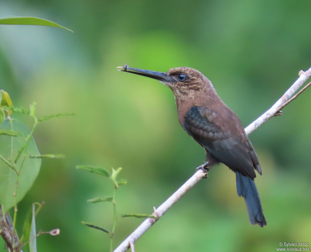 Jacamar brunadulte