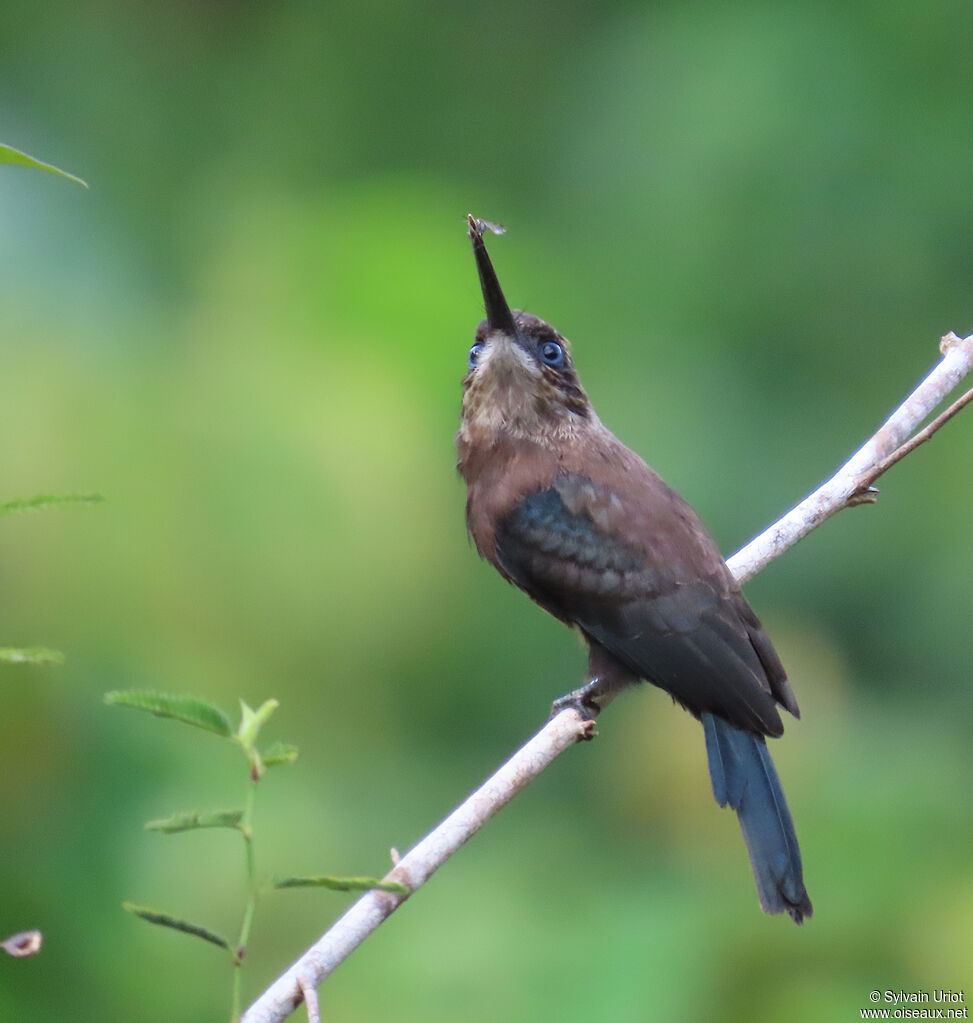 Jacamar brunadulte