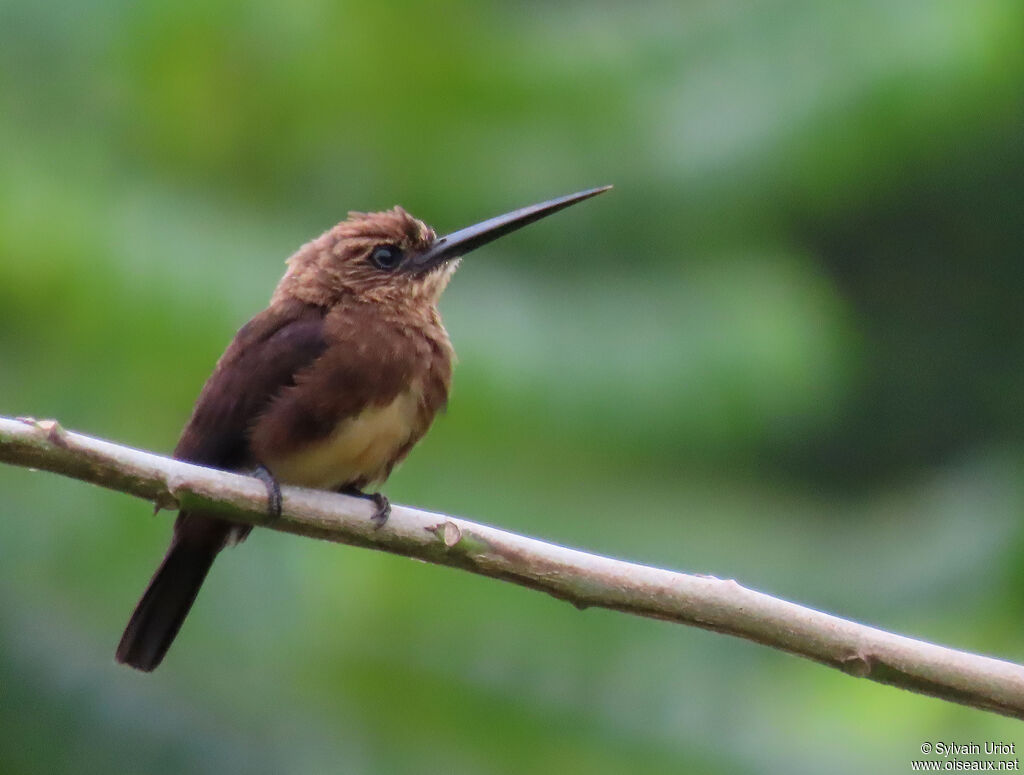 Jacamar brunadulte