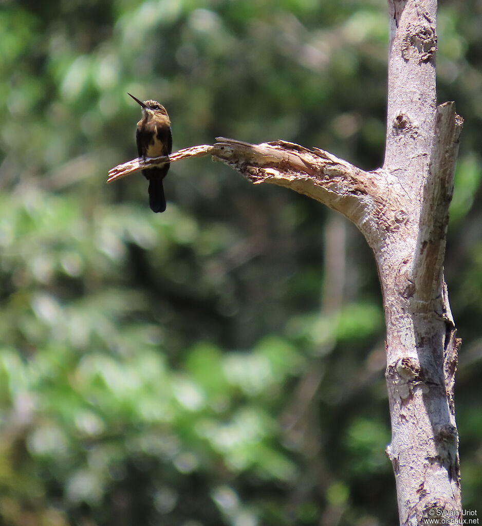 Jacamar brunadulte