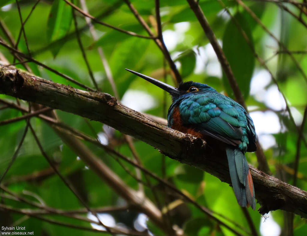 Coppery-chested Jacamaradult, identification