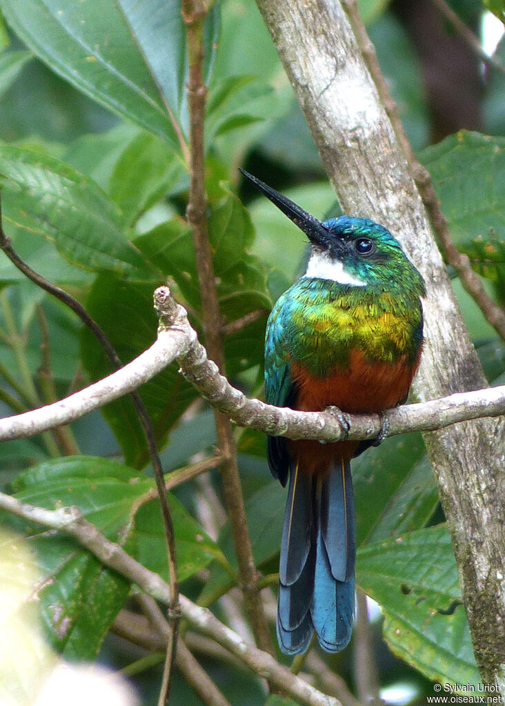 Jacamar vert mâle adulte