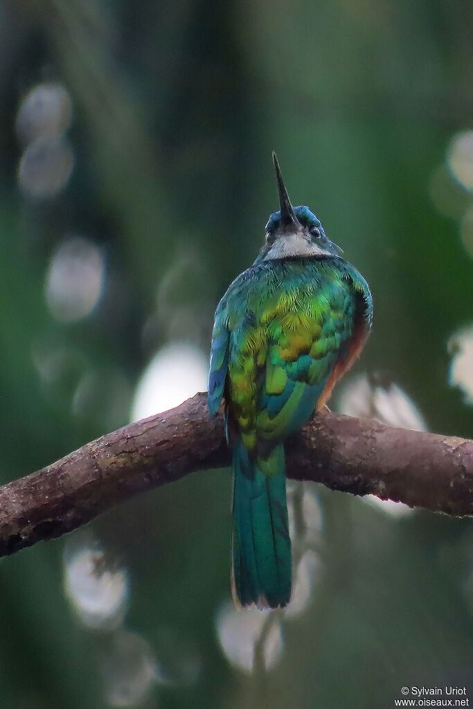 Jacamar vert mâle adulte