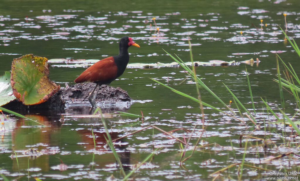 Jacana noiradulte