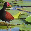 Jacana noir