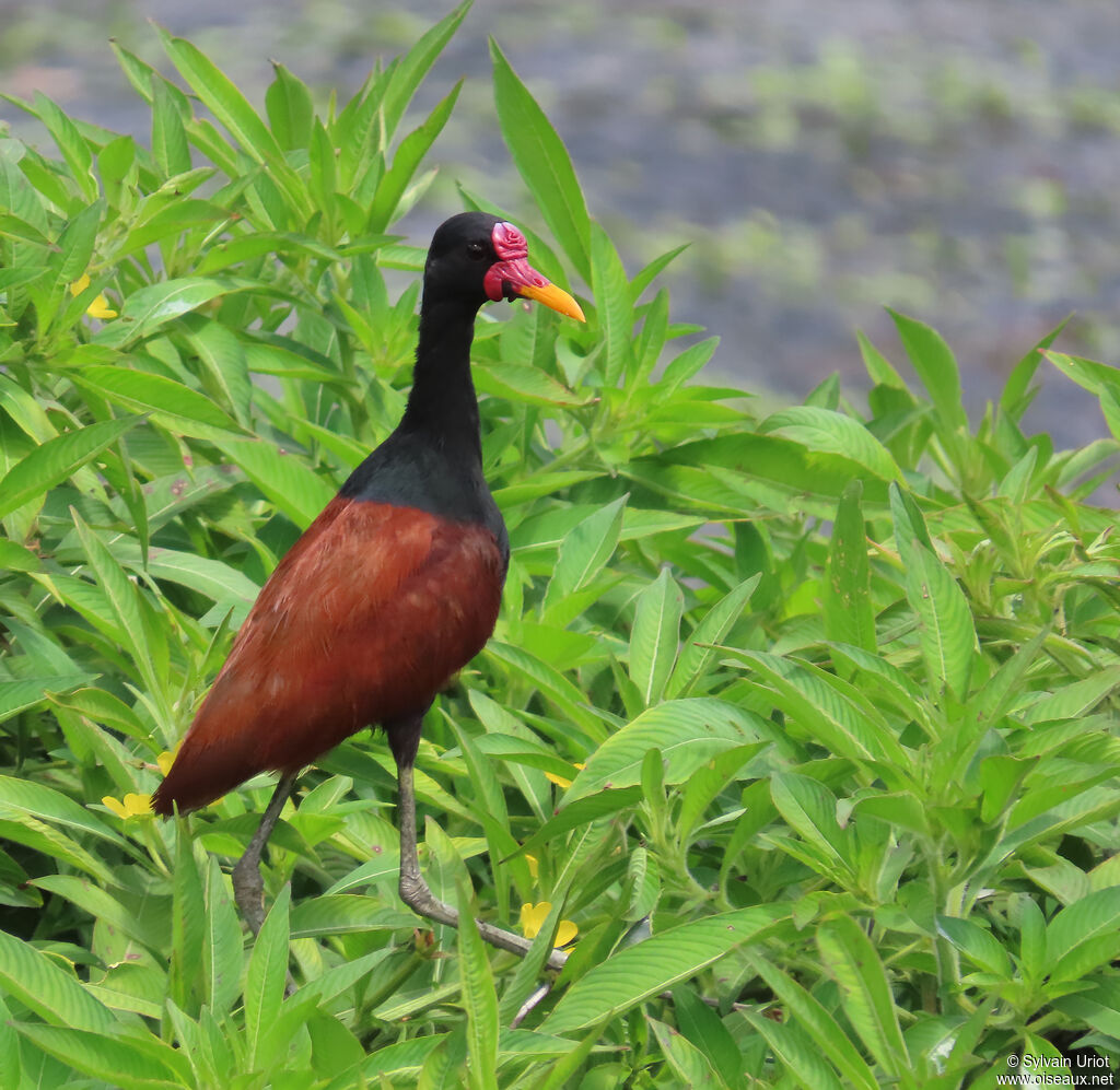 Jacana noiradulte