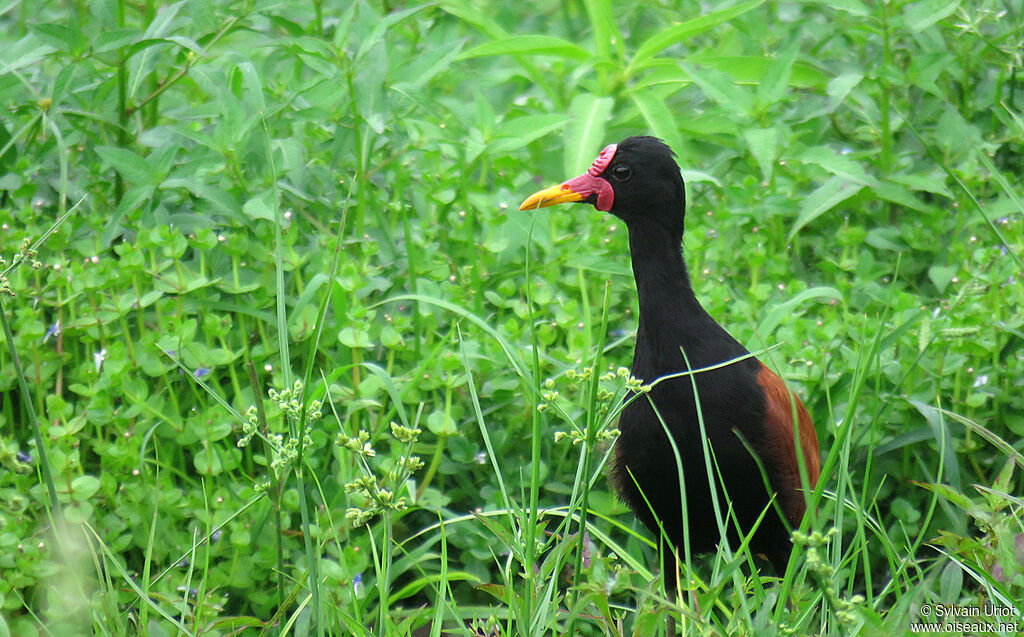 Jacana noiradulte