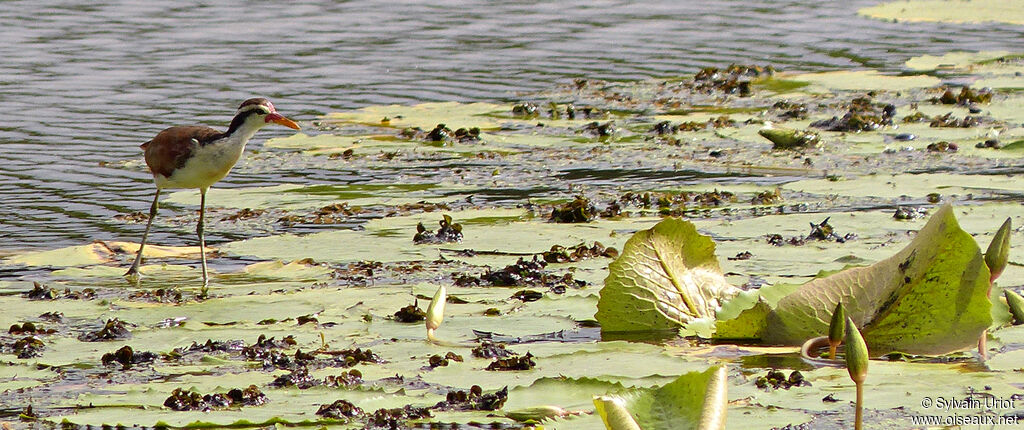 Jacana noirjuvénile