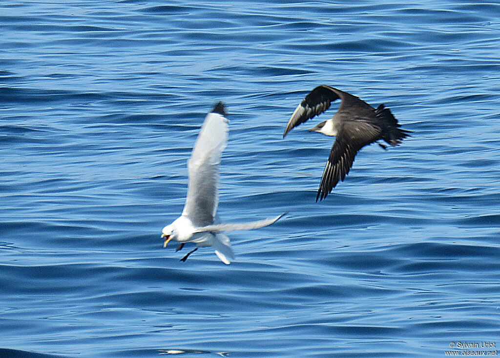Parasitic Jaegeradult