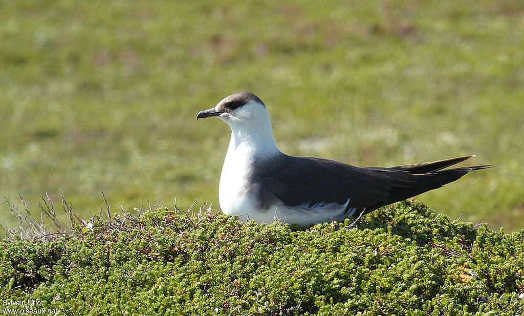Parasitic Jaegeradult breeding, habitat, Reproduction-nesting