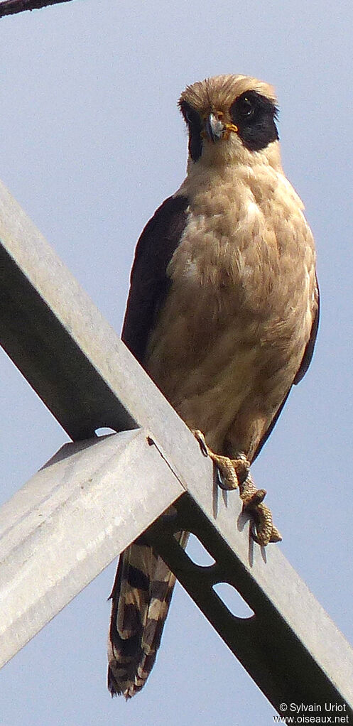 Macagua rieur