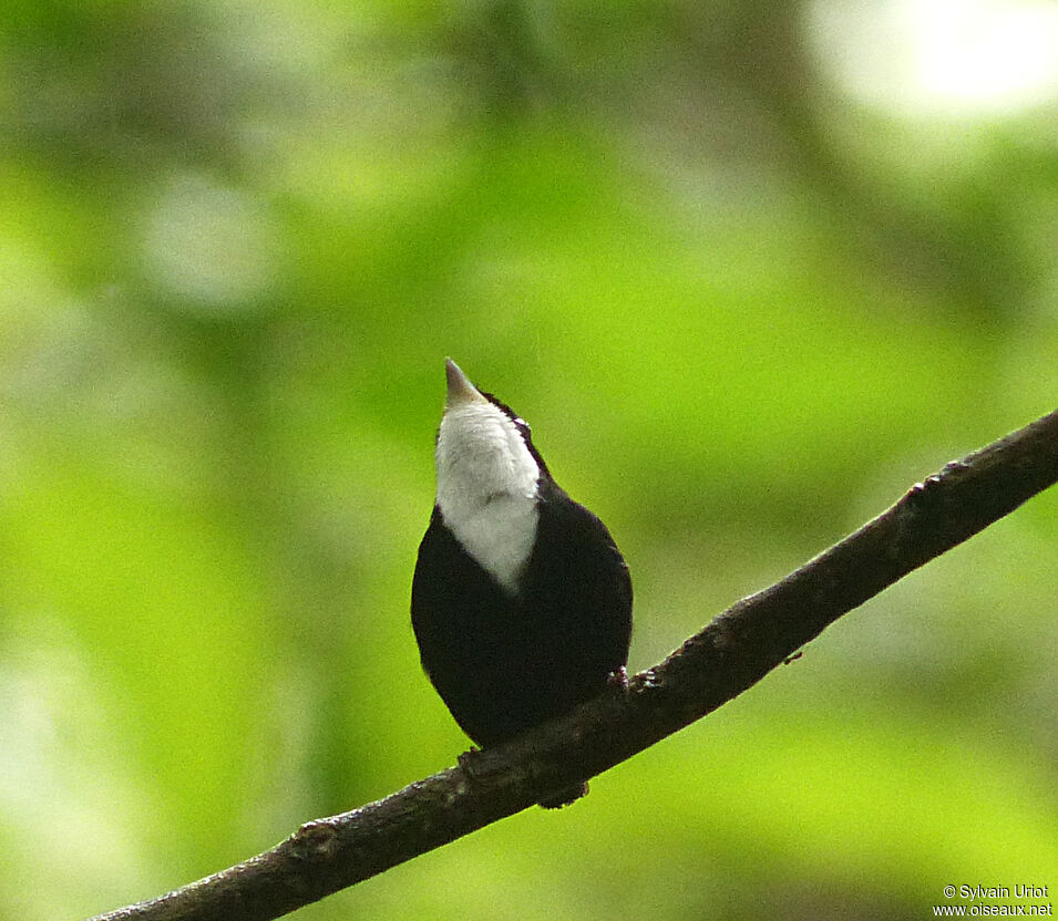 Manakin à gorge blanche mâle adulte