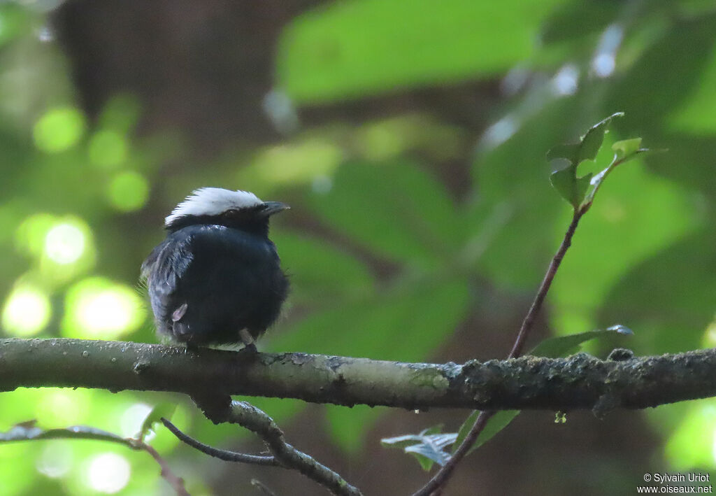 Manakin à tête blanche mâle adulte