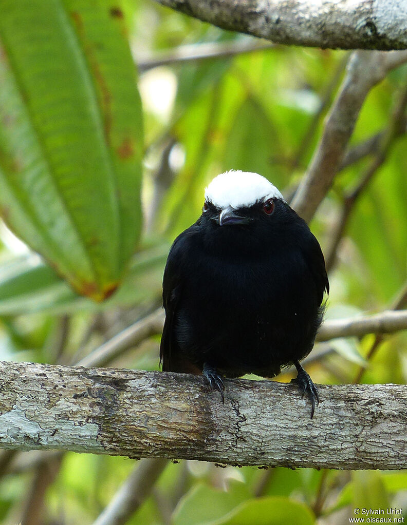 Manakin à tête blanche mâle adulte