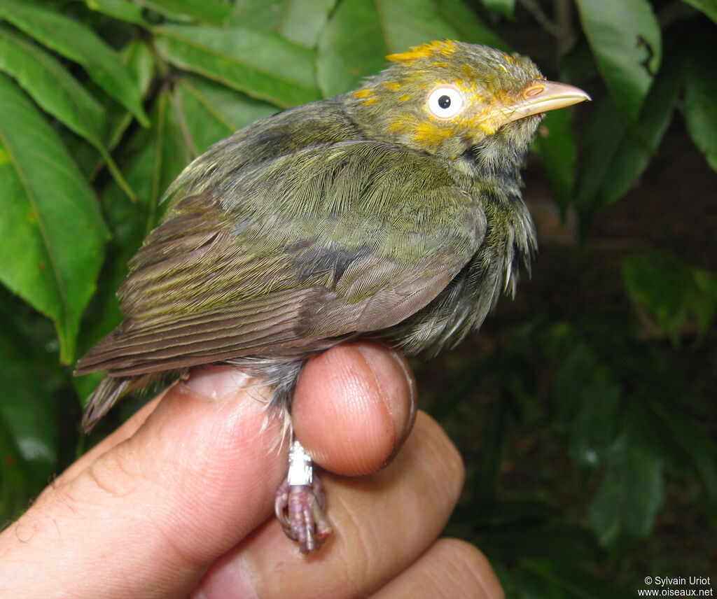 Manakin à tête d'or