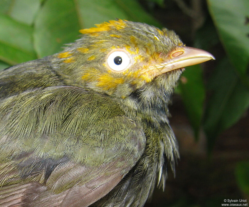 Manakin à tête d'or mâle 3ème année