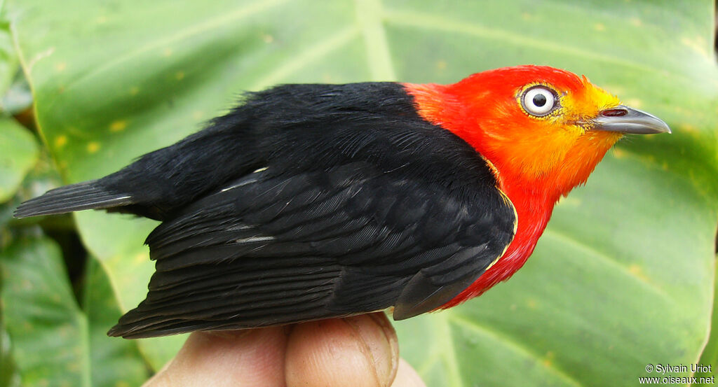 Manakin auréole mâle adulte