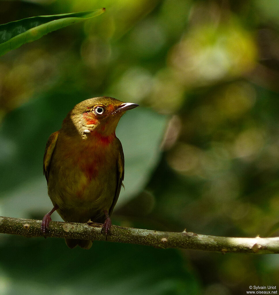 Manakin auréole mâle 3ème année