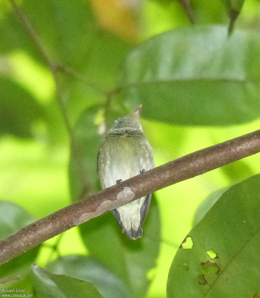 Tiny Tyrant-Manakin