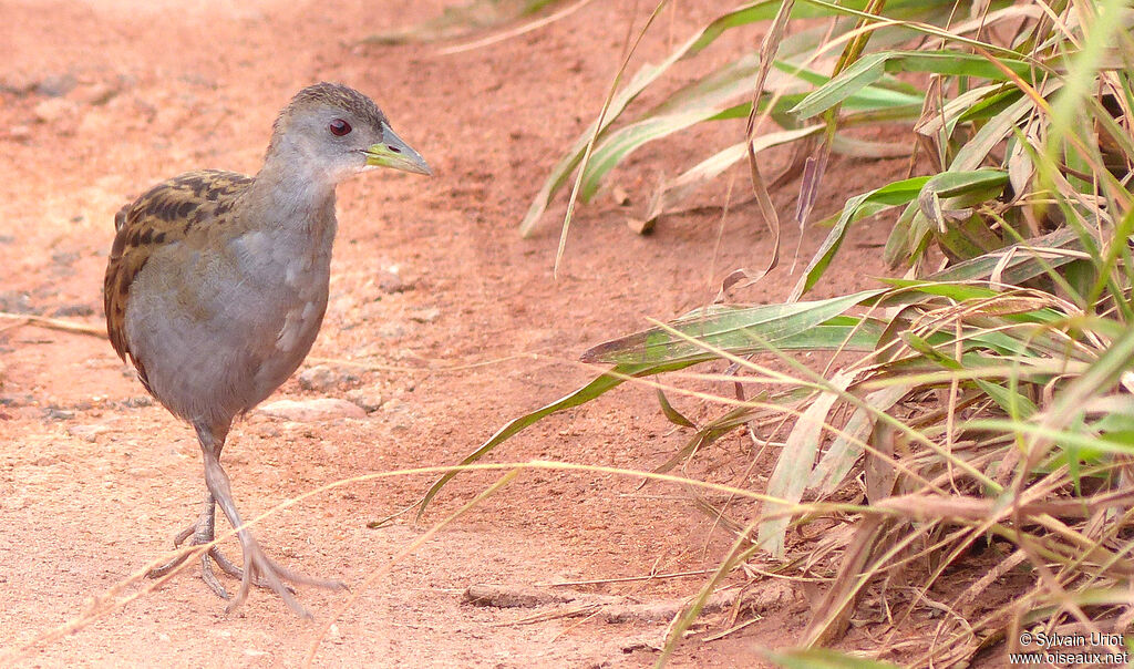 Ash-throated Crake