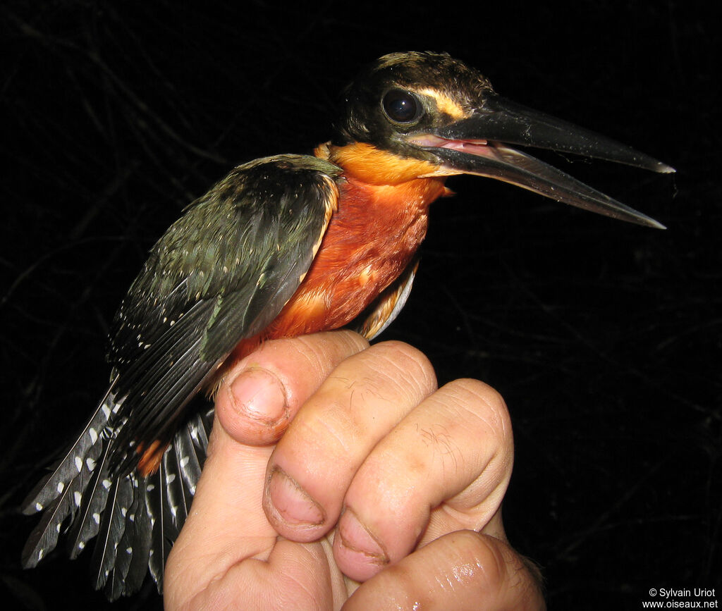 Green-and-rufous Kingfisher