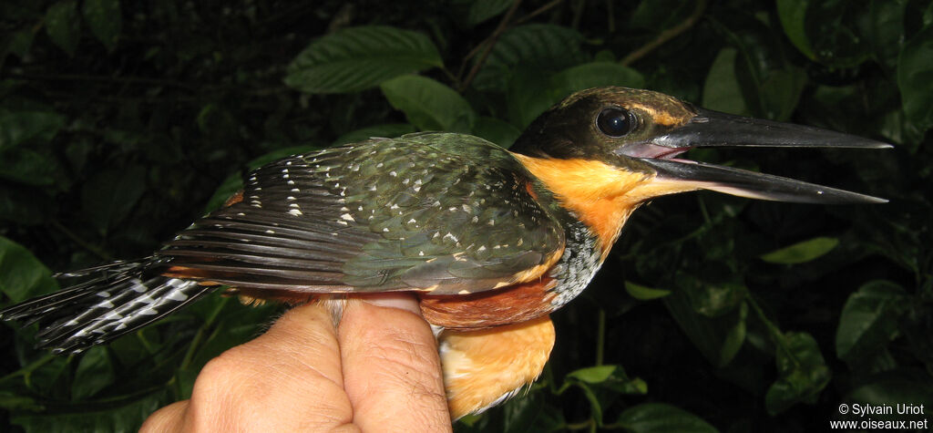 Green-and-rufous Kingfisher