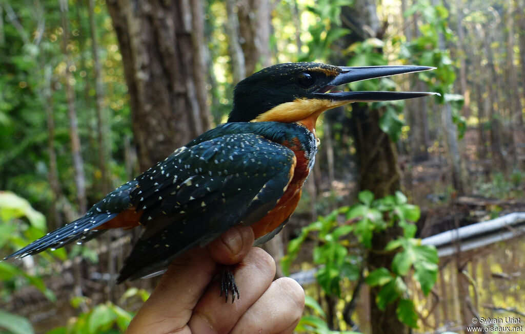 Green-and-rufous Kingfisher