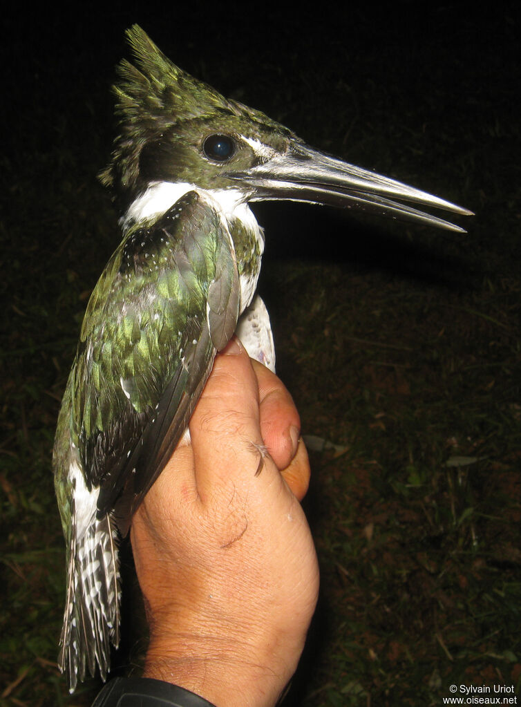 Martin-pêcheur d'Amazonie mâle adulte