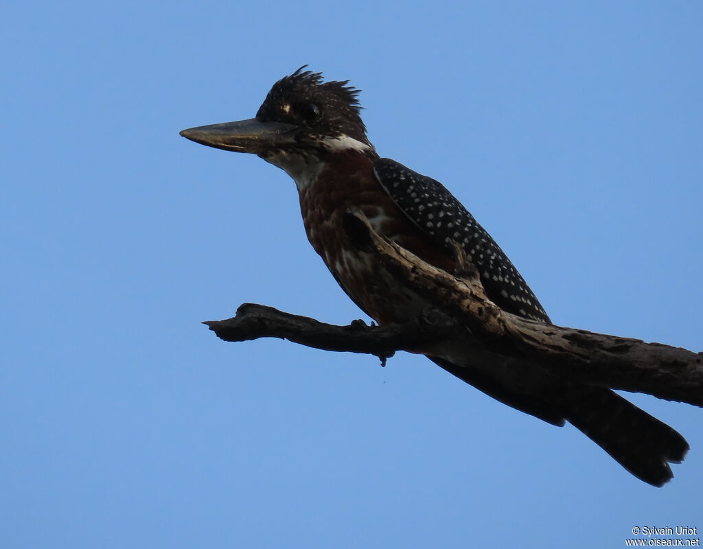 Giant Kingfisheradult