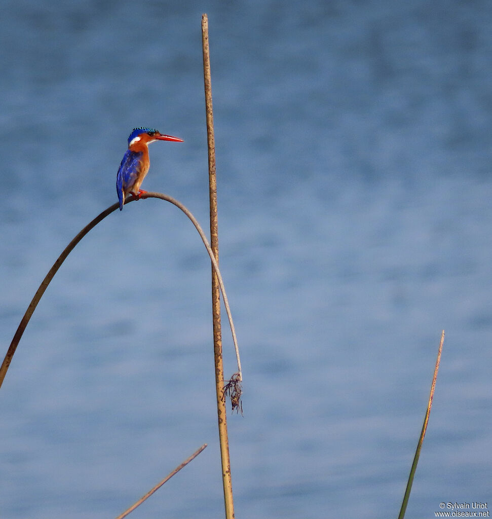 Malachite Kingfisheradult