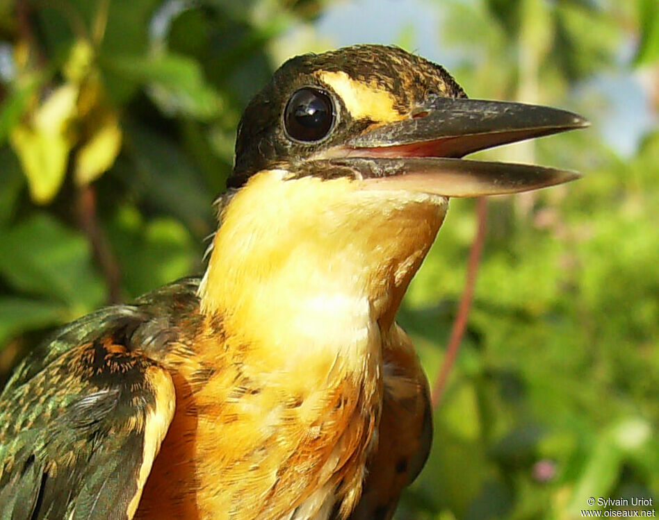 American Pygmy Kingfisherimmature