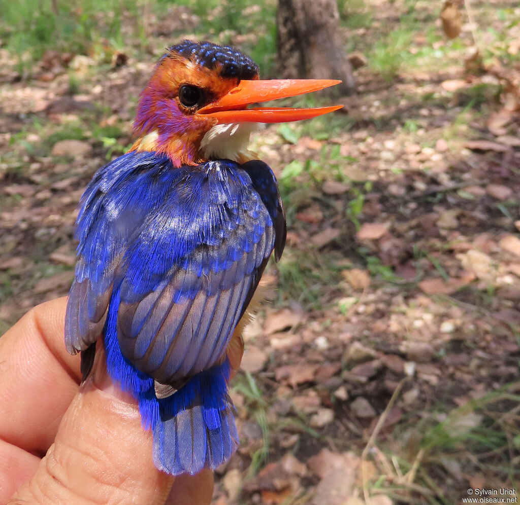 African Pygmy Kingfisheradult
