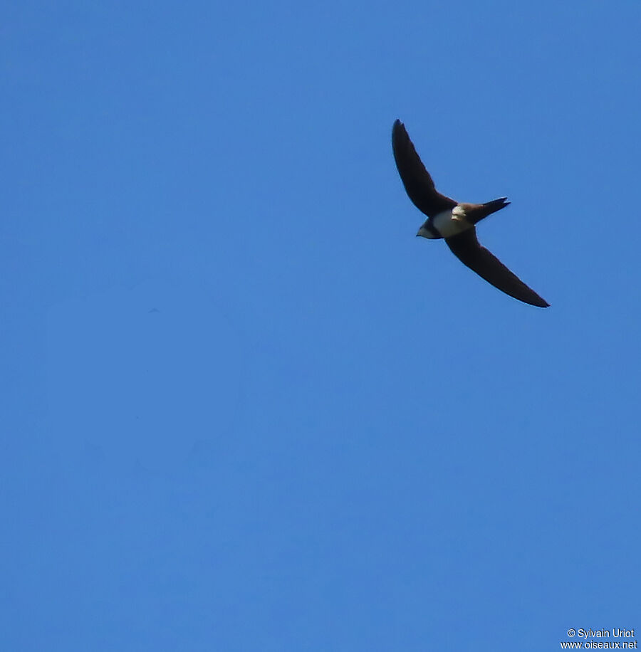 Alpine Swift