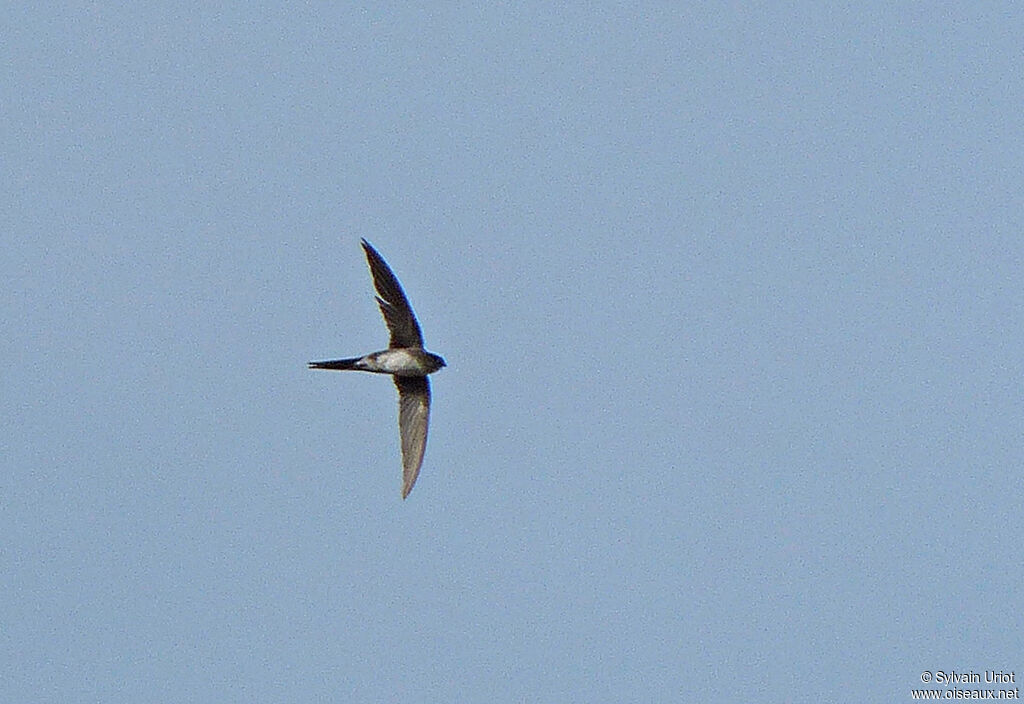 Fork-tailed Palm Swift