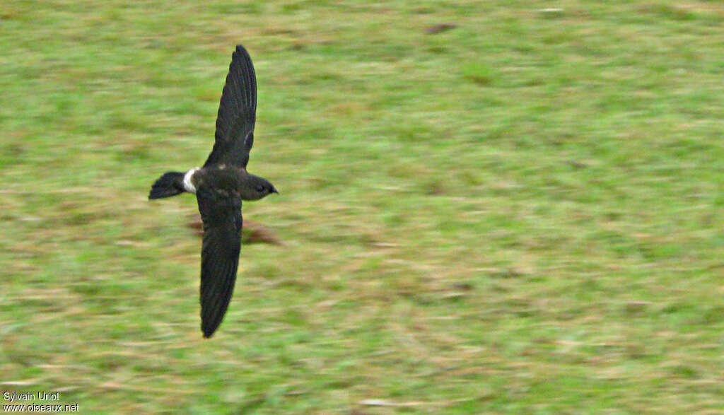 Martinet spinicaude, identification