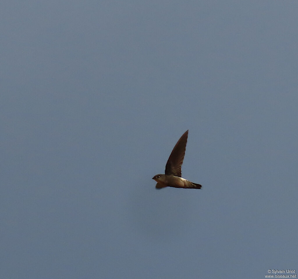 Martinet spinicaudeadulte